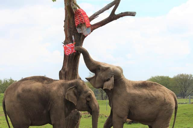 Elephants at Whipsnade Zoo shower themselves with confetti as they play with the pinatas from the elephant keepers (C) ZSL