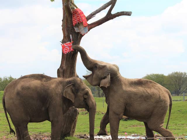 Elephants at Whipsnade Zoo shower themselves with confetti as they play with the pinatas from the elephant keepers (C) ZSL