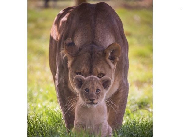 Woburn Safari Park's official photographer, Bridget Davey, took this stunning portrait of lioness Zuri and cub (C) Woburn Safari Park