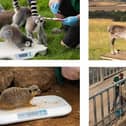 ZSL Whipsnade Zoo’s 9,500 animals hop on the scales for annual weigh-in