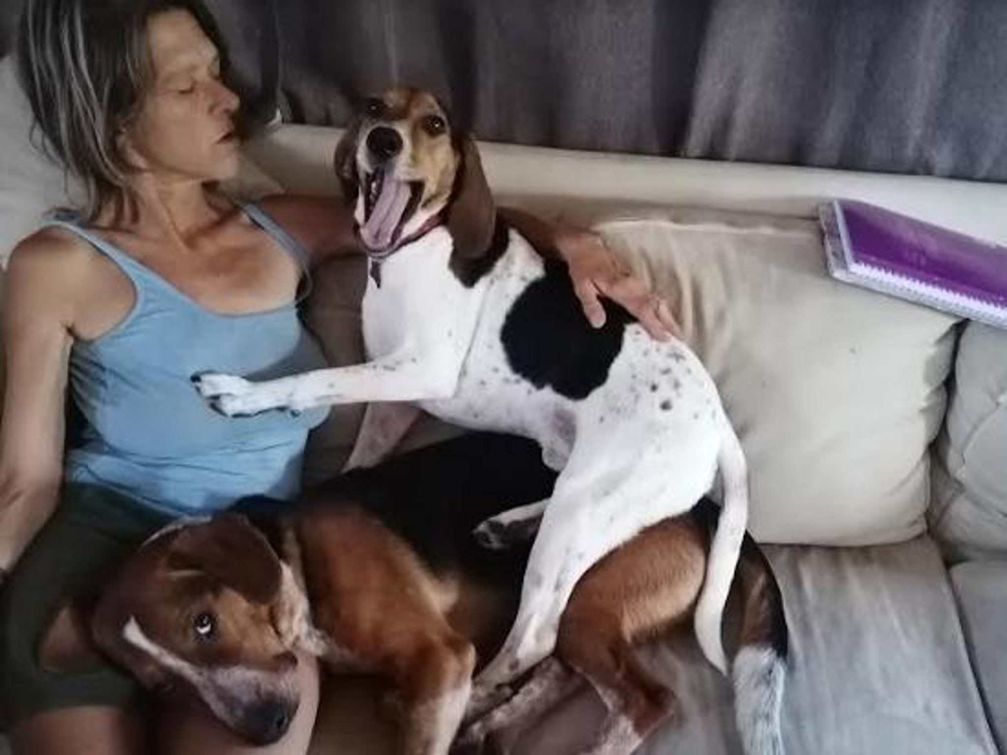 Desperate Woman Launches Appeal To Fly Herself And Her Seven Rescue Dogs Back Home To Milton Keynes Milton Keynes Citizen Desperate Woman Launches Appeal To Fly Herself And Her Seven Rescue Dogs Back Home To Milton Keynes Milton Keynes Citizen