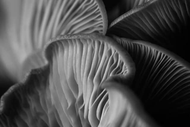 The fungus that inspired the Station Square art project