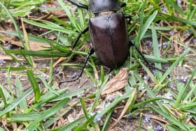 A male stag beetle