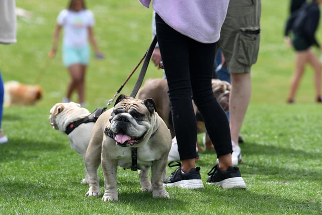 The Big Doggie Do event makes welcome return to Milton Keynes