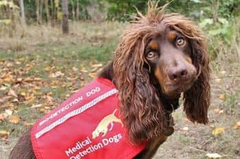 Today Asher is a star medical detection dog, helping to sniff out diseases