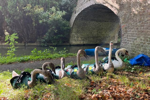 The rescued MK swans were fitted with special jackets to absorb the oil