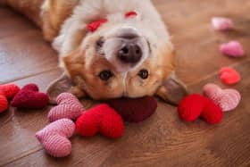 Amelia from insync K9 dog training explains how to make sure your Valentine’s Day is full of love - not emergency vet visits!