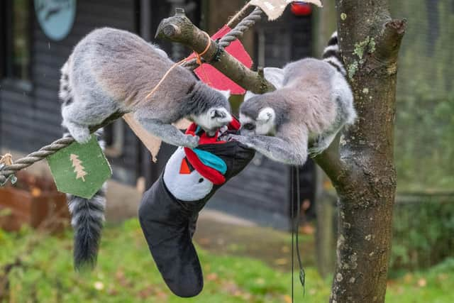 The inquisitive lemurs get stuck into their stockings