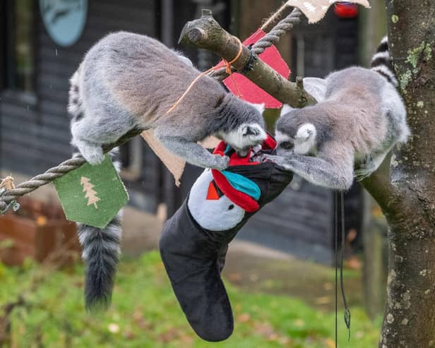 The inquisitive lemurs get stuck into their stockings