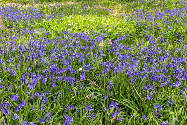 The bluebells are in full bloom
