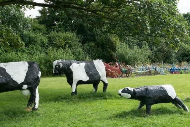 The concrete cows' makeover is now complete