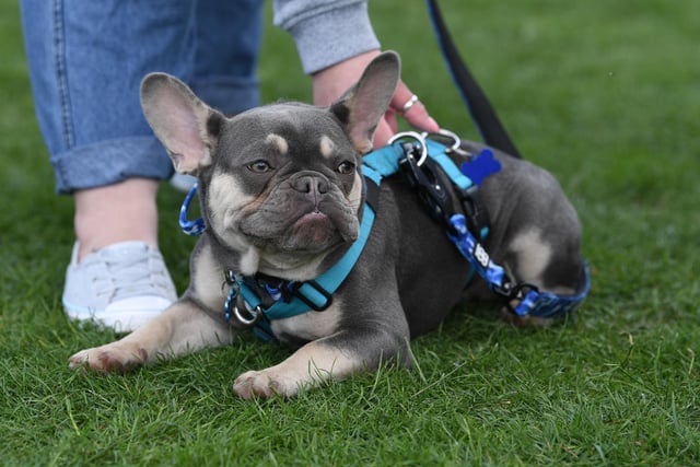 The event offered a range of doggie related vendors offering everything from dog leads to pet portraits