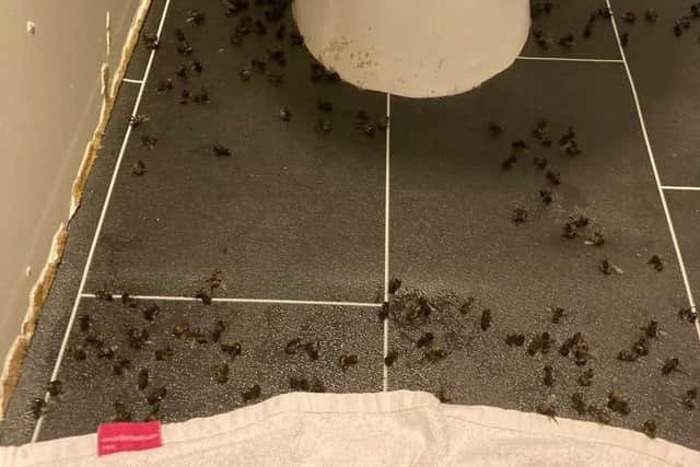 The bees pictured in a residents' bathroom