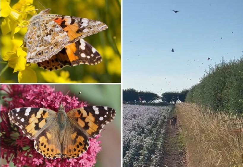 Exotic butterflies could flock to Milton Keynes in once-in-a-decade ...