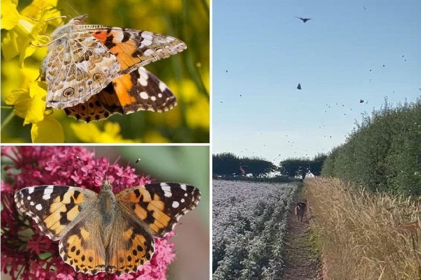 Exotic butterflies could flock to Milton Keynes in once-in-a-decade ...