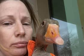 Bruce the Goose with wildlife rescuer Allie Short,  who rounded him up several times from the streets of Central Milton Keynes