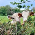 The cows will appear shortly in MK parks and fields