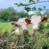 The cows will appear shortly in MK parks and fields