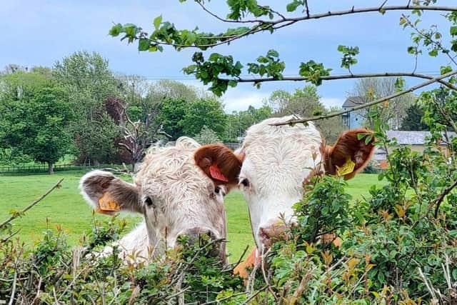 The cows will appear shortly in MK parks and fields