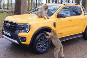 Cheeky monkeys at Woburn Safari Park inspect the car during a road safari with eBay UK