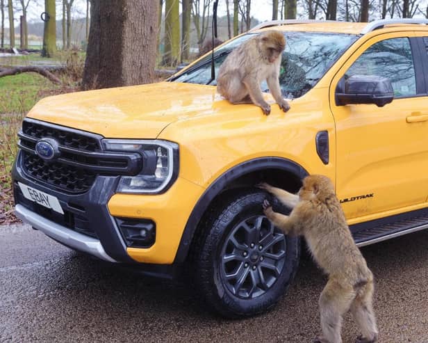 Cheeky monkeys at Woburn Safari Park inspect the car during a road safari with eBay UK