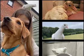 Beep the bird, nursed from a wild fledgling by vet nurse Bethan Lovvorn, is becoming a feathered celebrity in Newport Pagnell