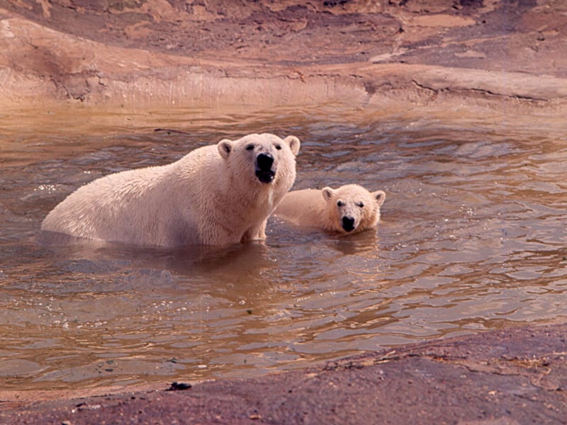 Polar bear Mosa and cub Patu
