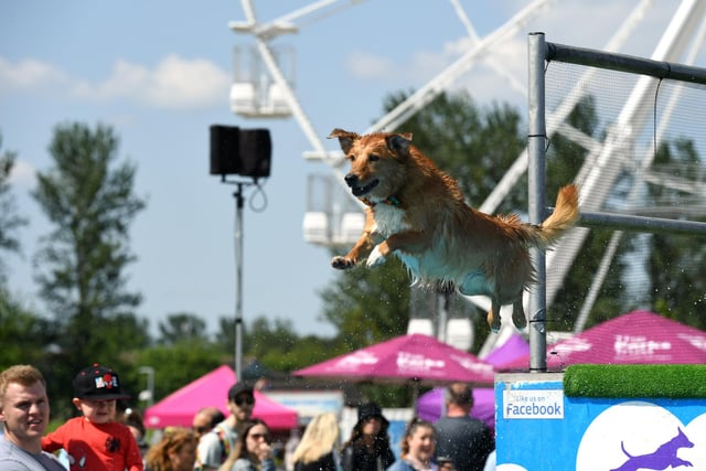 Is it a bird, is a plane - no, it's the dog agility classes taking off