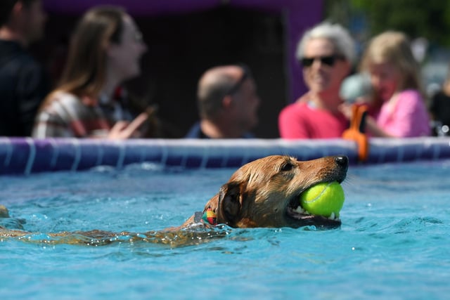 Dogs were able to cool off thanks to activities provided  by K9 Aquasports