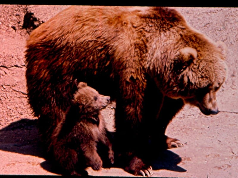 Kodiak bear and cub