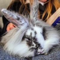Pet owners urged to keep animals safe and cosy during Storm Austen