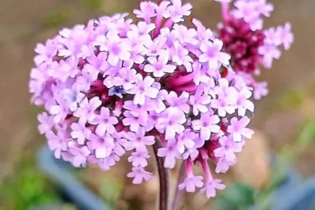 Newly-created Forest Gardens across Milton Keynes are in full bloom this summer