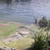 Blue green algae has been spotted in Milton Keynes. This is what it looks like