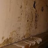 Mumina says she has every type of mould imaginable in her Milton Keynes home