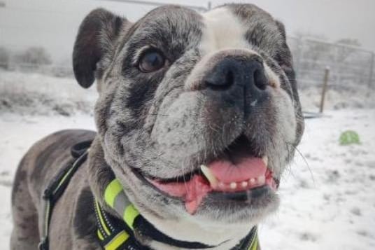 This seven-year-old bulldog is looking for a new home through no fault of her own. Lottie's behaviour has improved since returning to the rescue, and once she trusts you Lottie will be the friendliest companion. Lottie would be suited to being the only pet in the home. Phone: 01908 584000 Email: beds.reception@nawt.org.uk