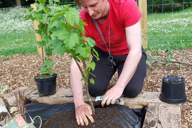 Cllr Stephen Brown plants a fruit bush in the new community orchard