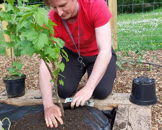 Cllr Stephen Brown plants a fruit bush in the new community orchard