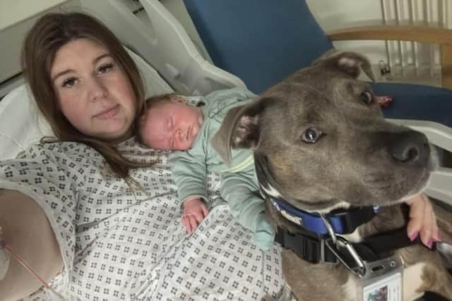 Staffie Belle was the only dog to be allowed on the Labour ward at Milton Keynes hospital