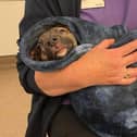 Dog cruelty figures increased significantly in Bucks