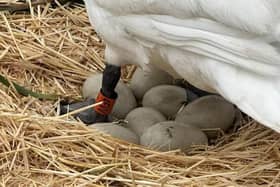 Every single eggs was stolen from the swan's nest
