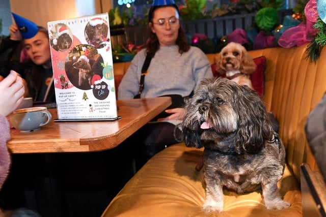 The novel event was held at Revolution De Cuba in Milton Keynes' Theatre District and open to all friendly dogs