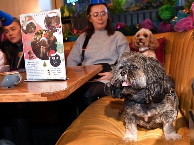 The novel event was held at Revolution De Cuba in Milton Keynes' Theatre District and open to all friendly dogs