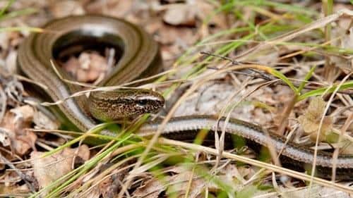 Slow-worms like this have been spotted in certain area of Milton Keynes