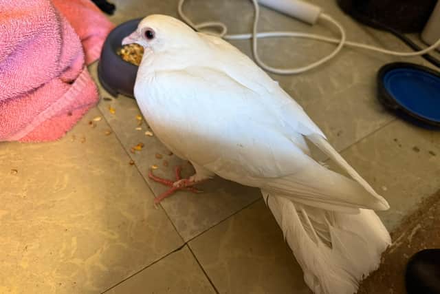 Milton Keynes Swan Rescue has called for an end to the practice of using white doves in wedding releases