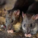 Rats are eating their way through the walls of a flat in Milton Keynes, says the tenant