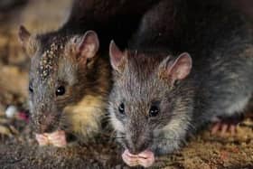 Rats are eating their way through the walls of a flat in Milton Keynes, says the tenant