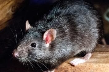 Milton Keynes food business in court for serious rat infestation