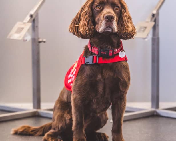 Bowel cancer detection dogs team member, Callie