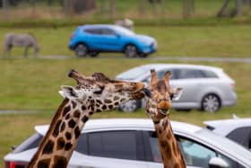 Giraffe Lick