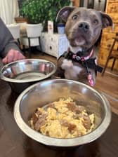 Dogs are loving their special breakfasts. This one chose the scrambled egg and sausage option
